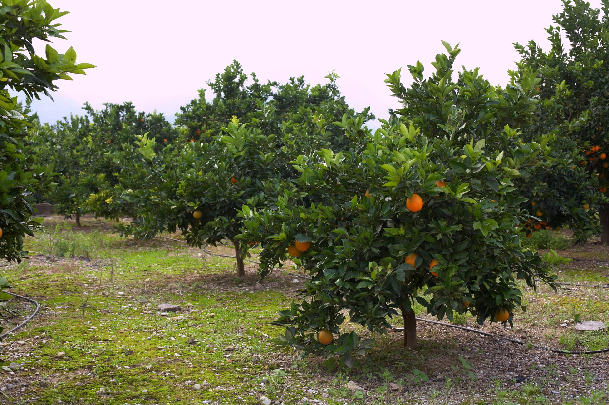 naranjas_plantacion_6999724