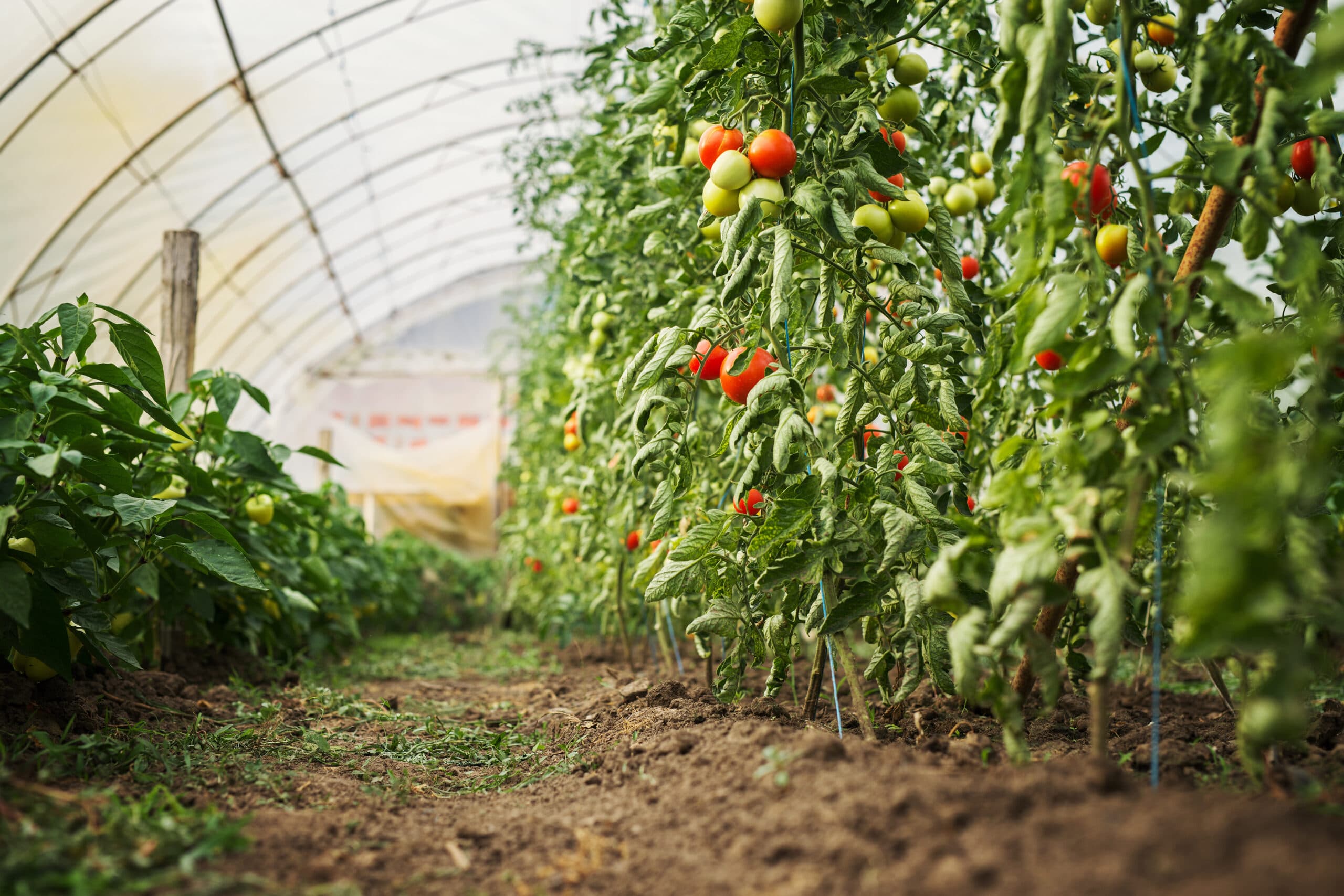 Tomato,Plantations,In,A,Green,House.