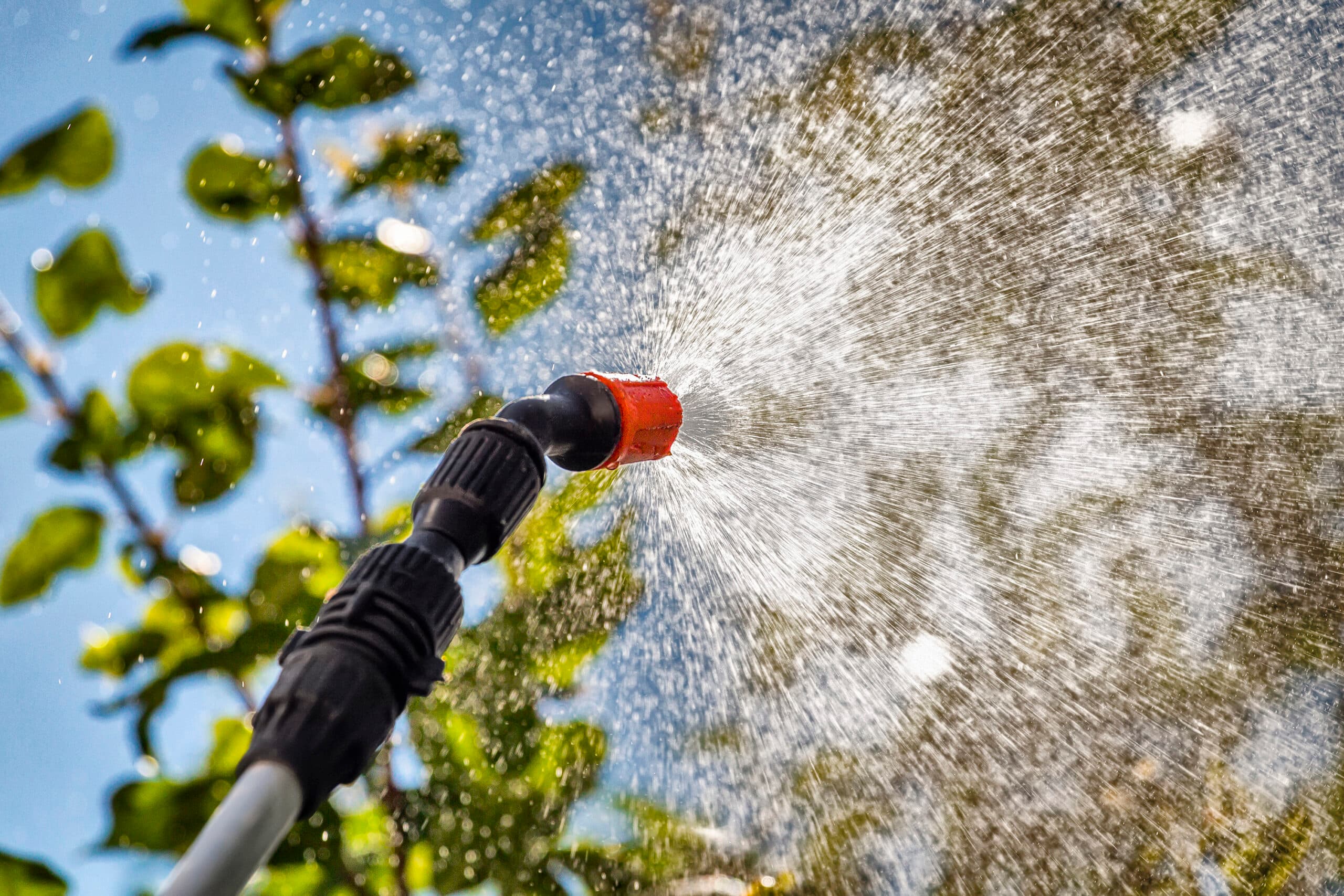 Spraying trees against pests