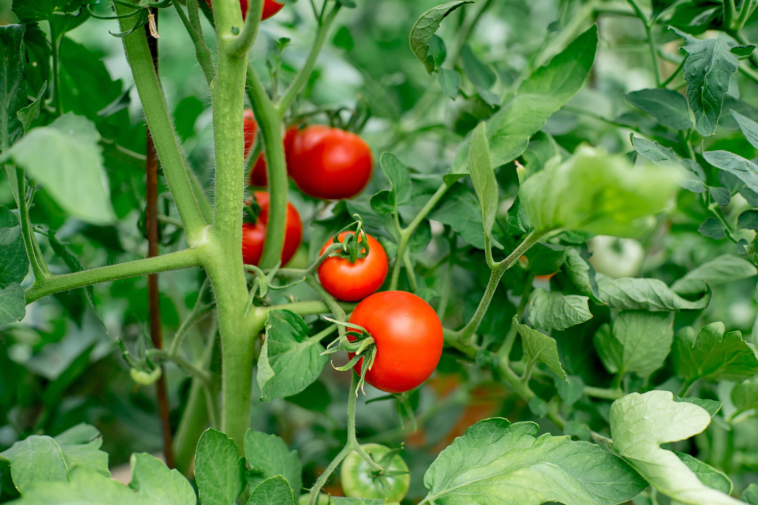 Tomate invernadero_521295376