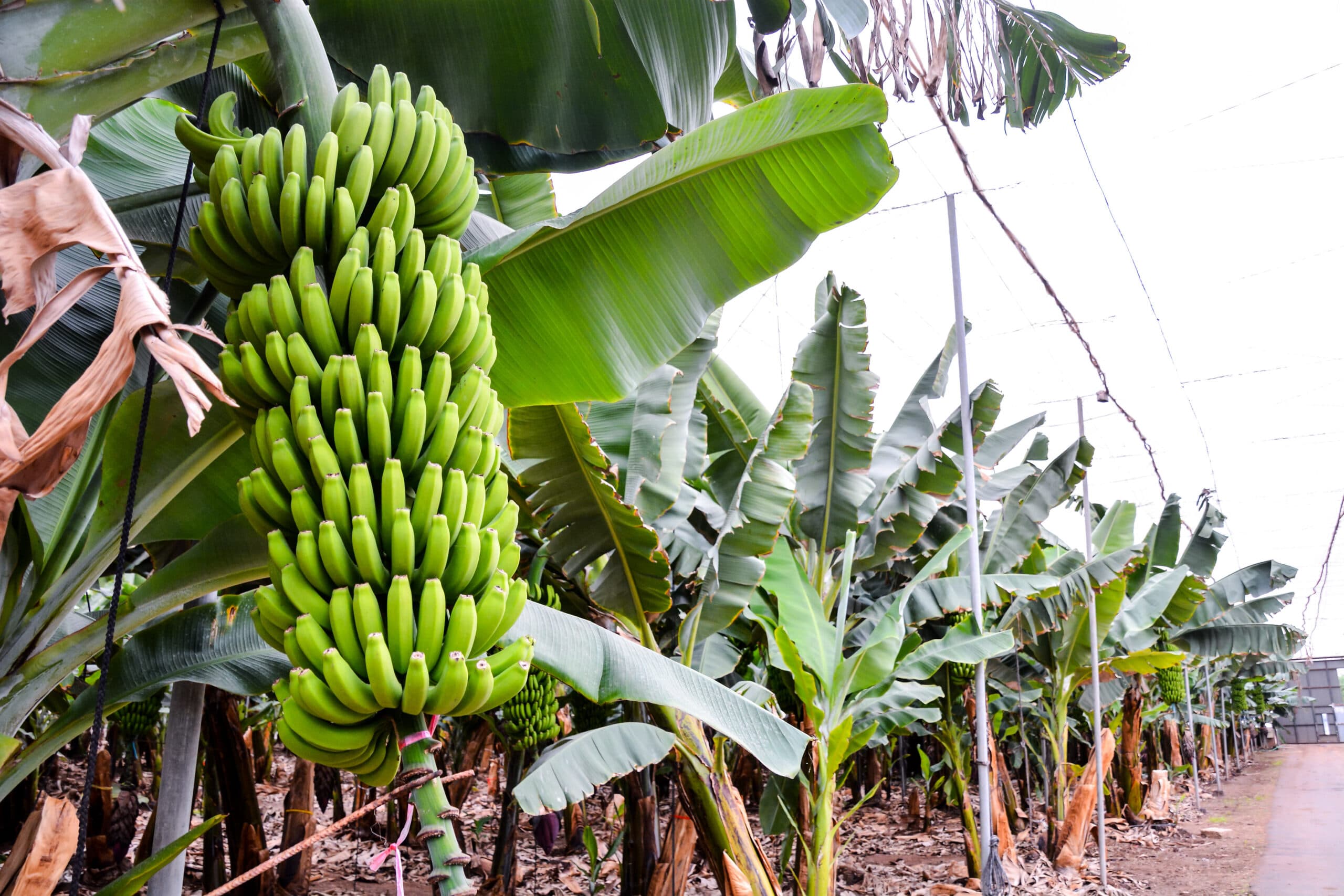 banana banano 1070471198