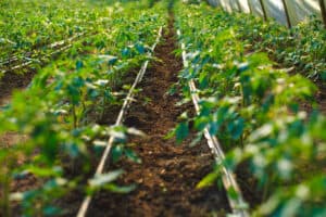 invernadero_190634972