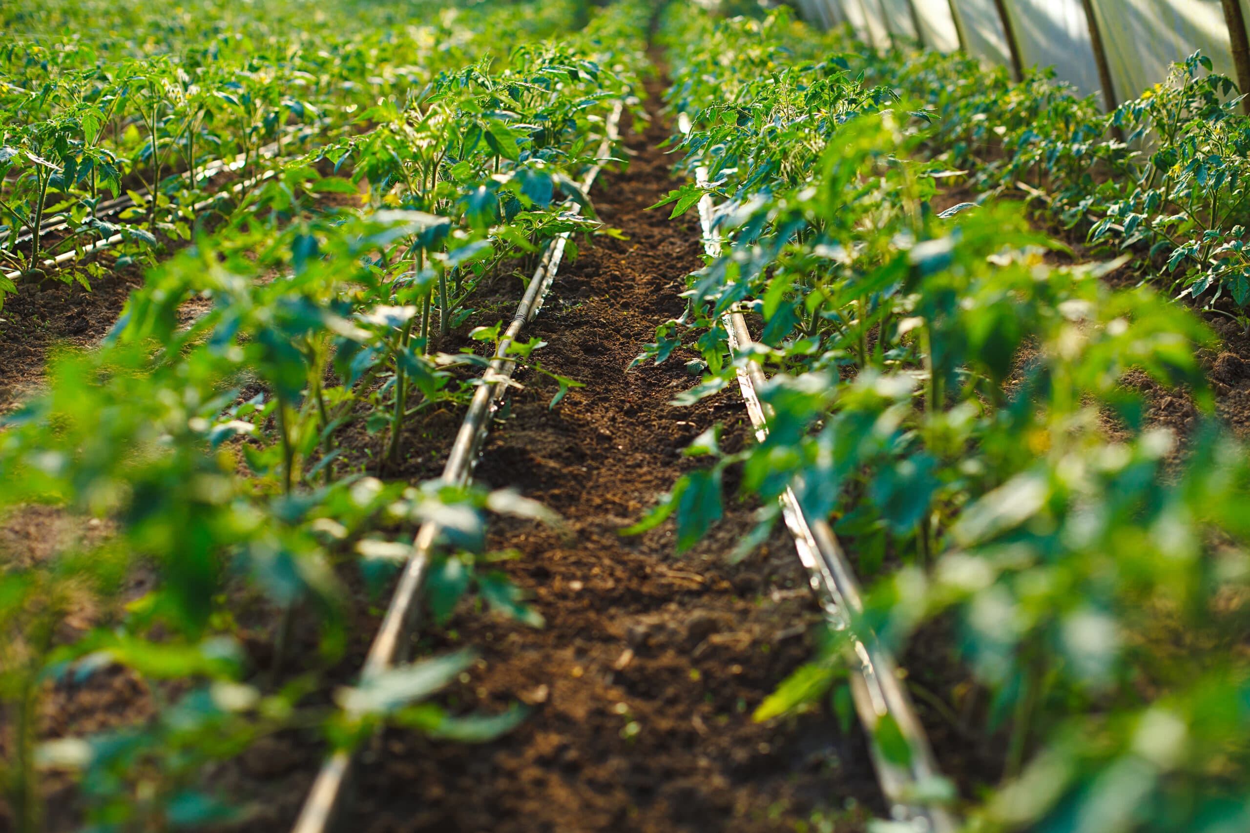 invernadero_190634972