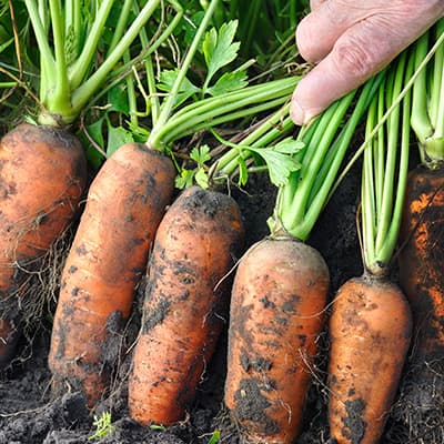 conocenos-03-400×400