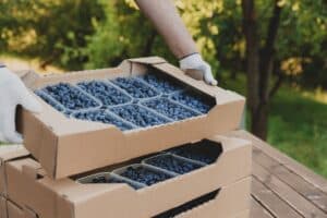 Worker,At,Farm,Pack,Blueberry,For,Shipment.,Packing,Berry,For