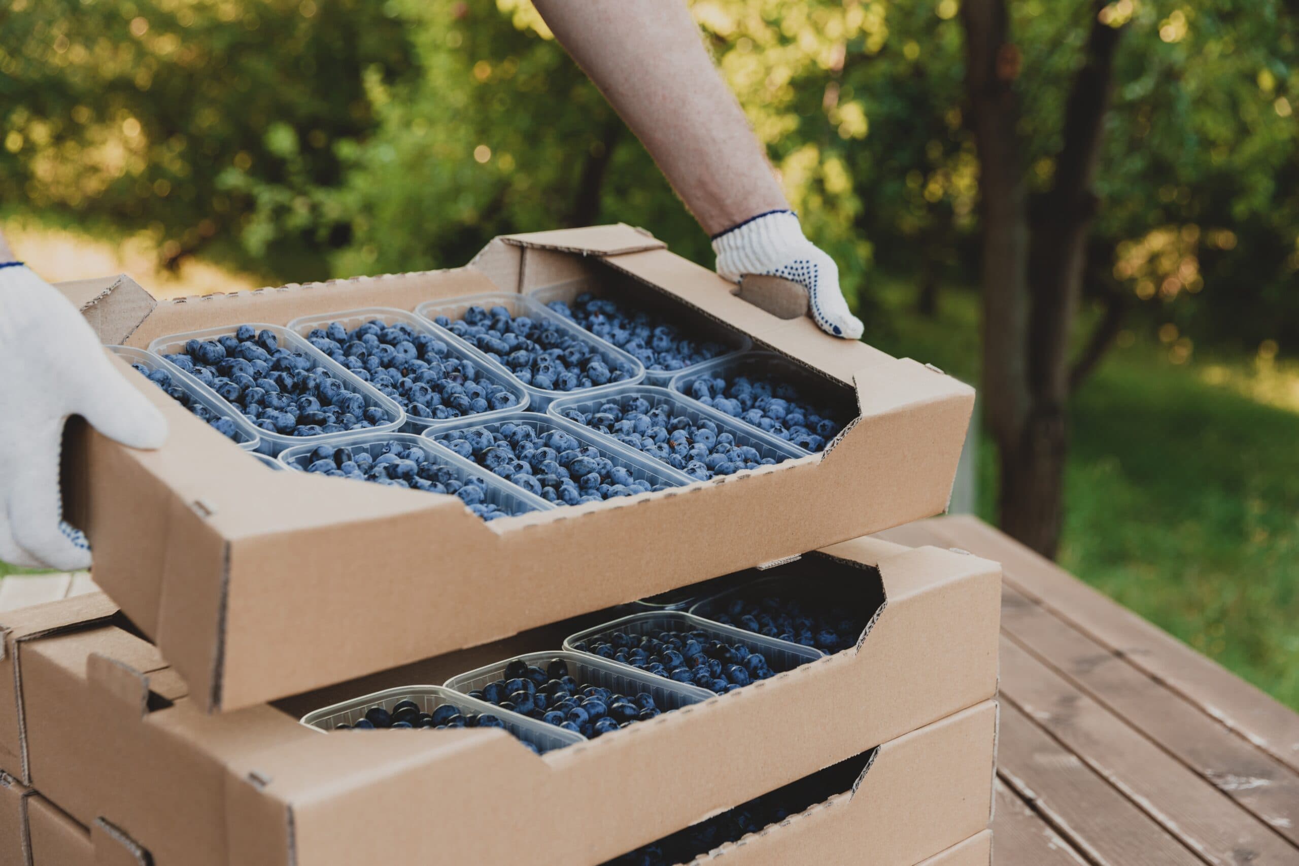 Worker,At,Farm,Pack,Blueberry,For,Shipment.,Packing,Berry,For