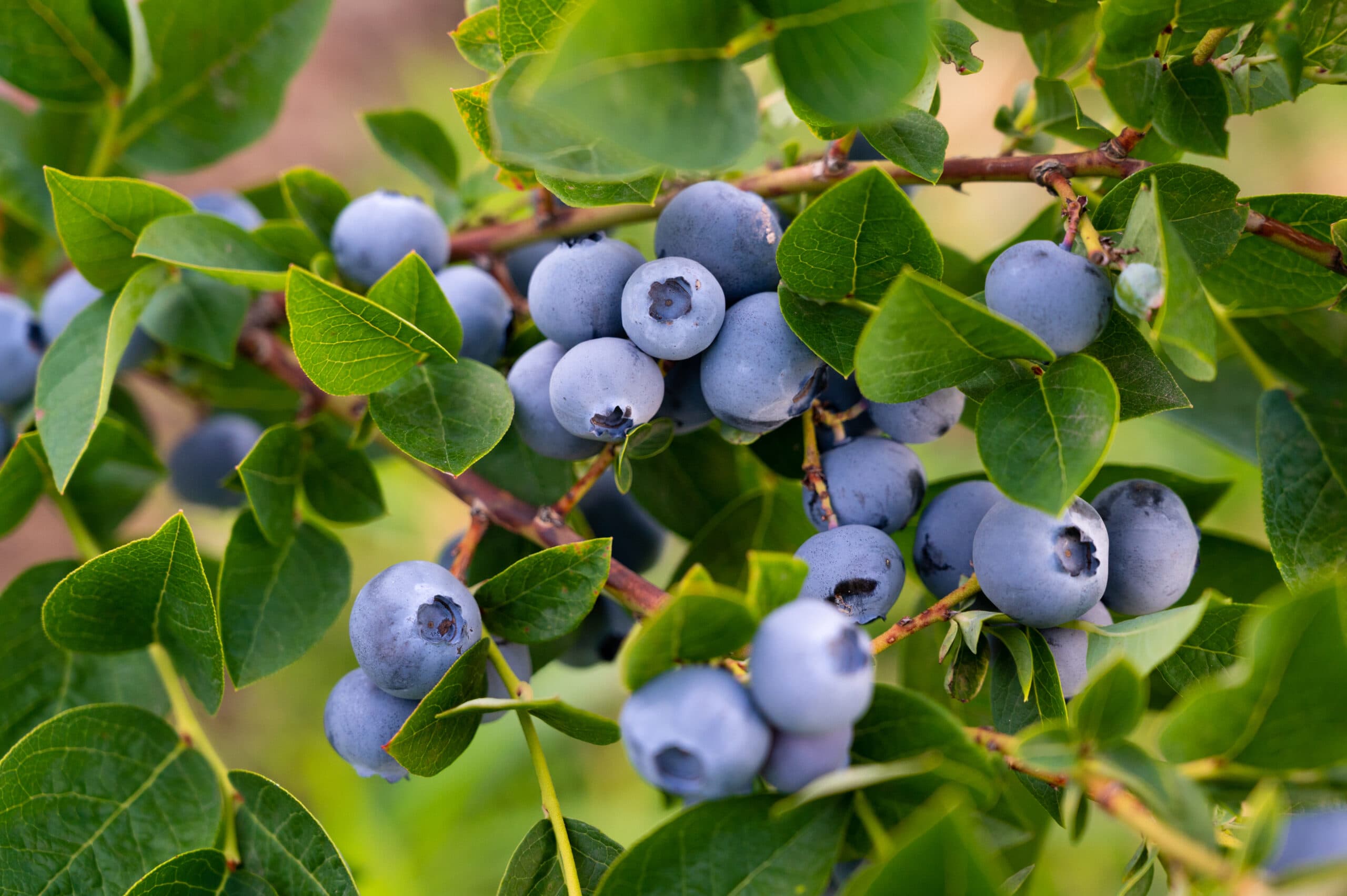 Blueberry,Berry,In,Hands,Ready,For,Sale