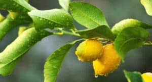 limon amarillo