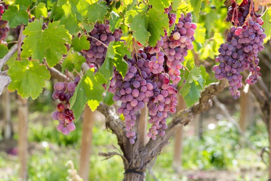 Premium grapes in the “cradle” of wine