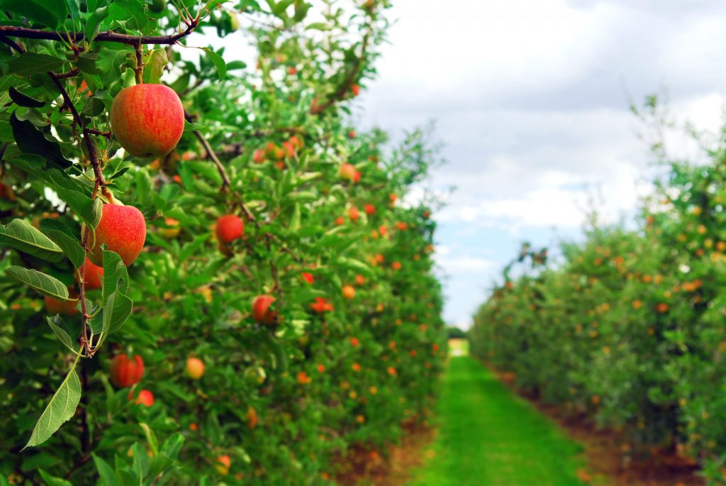 “Custom-made” apples in Poland SQM Specialty Plant Nutrition