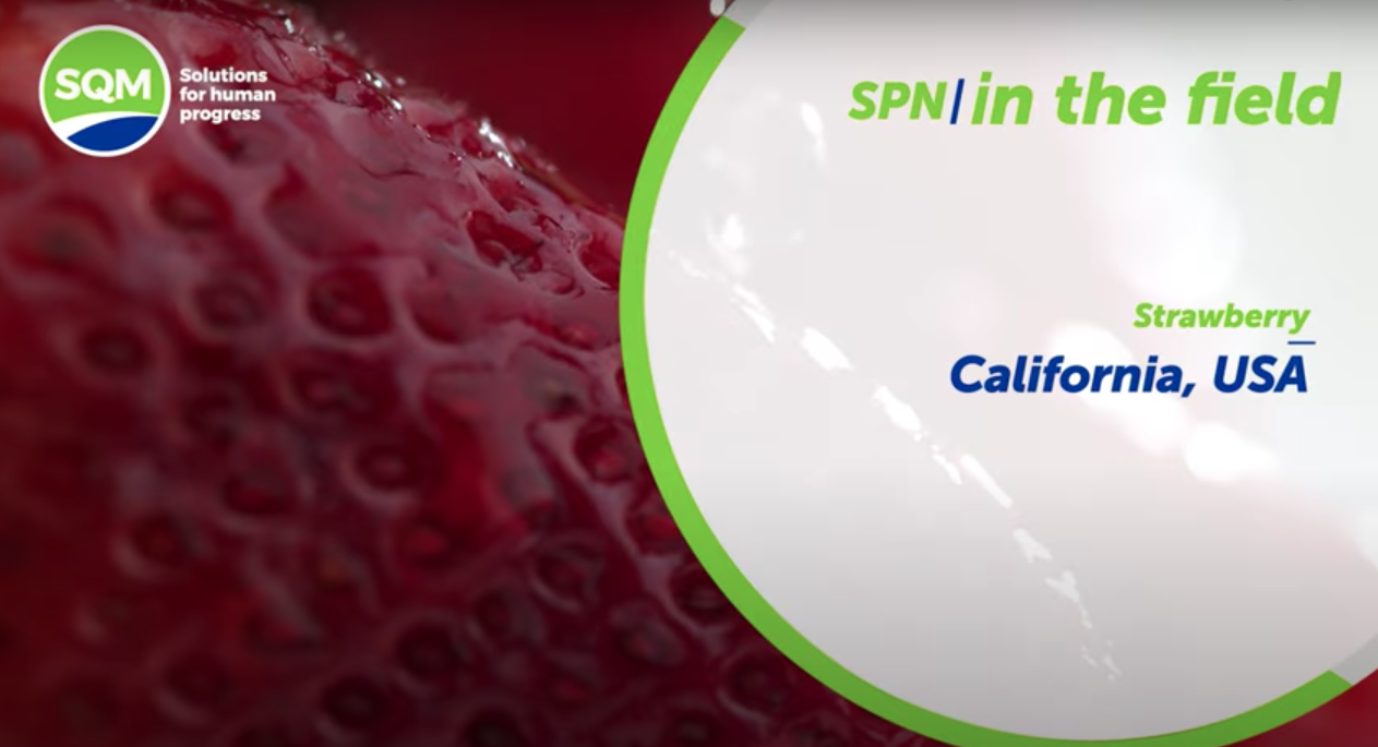SQM Nutrition -SPN in the Field – Strawberry – California – USA