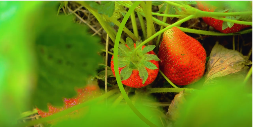 SPN in the field Strawberry 2021