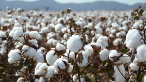 Increased yield of cotton lint with foliar applications of potassium nitrate