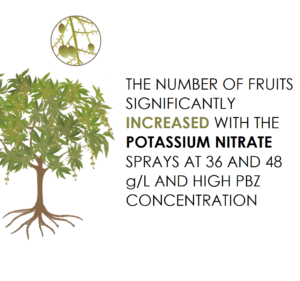 Foliar potassium nitrate sprays induced flowering in ‘Haden’ mango