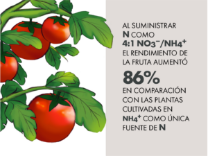Relación de 4:1 de nitrato:amonio aumentó rendimiento en tomate en hidroponía
