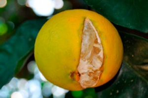 Aspersiones de nitrato de potasio aumentan el tamaño y la calidad de las frutas de cítricos en Turquía