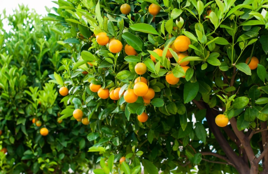 Egyptian citrus producers benefit from foliar application of nutrients ...