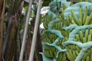 Uso de Qrop® K en Ecuador aumentó el rendimiento y evitó la caída de las hojas causada por la Sigatoka negra en Banano