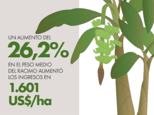 Qrop® Complex Top K aumentó la Calidad y el Rendimiento del Banano para agricultores en Ecuador