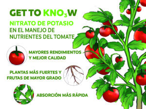 Get to know: nitrato de potasio en el manejo de nutrientes del tomate