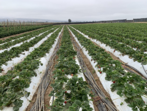 Ultrasol®ine potassium nitrate helps to prevent the negative effect of saline soil and water conditions in strawberry production
