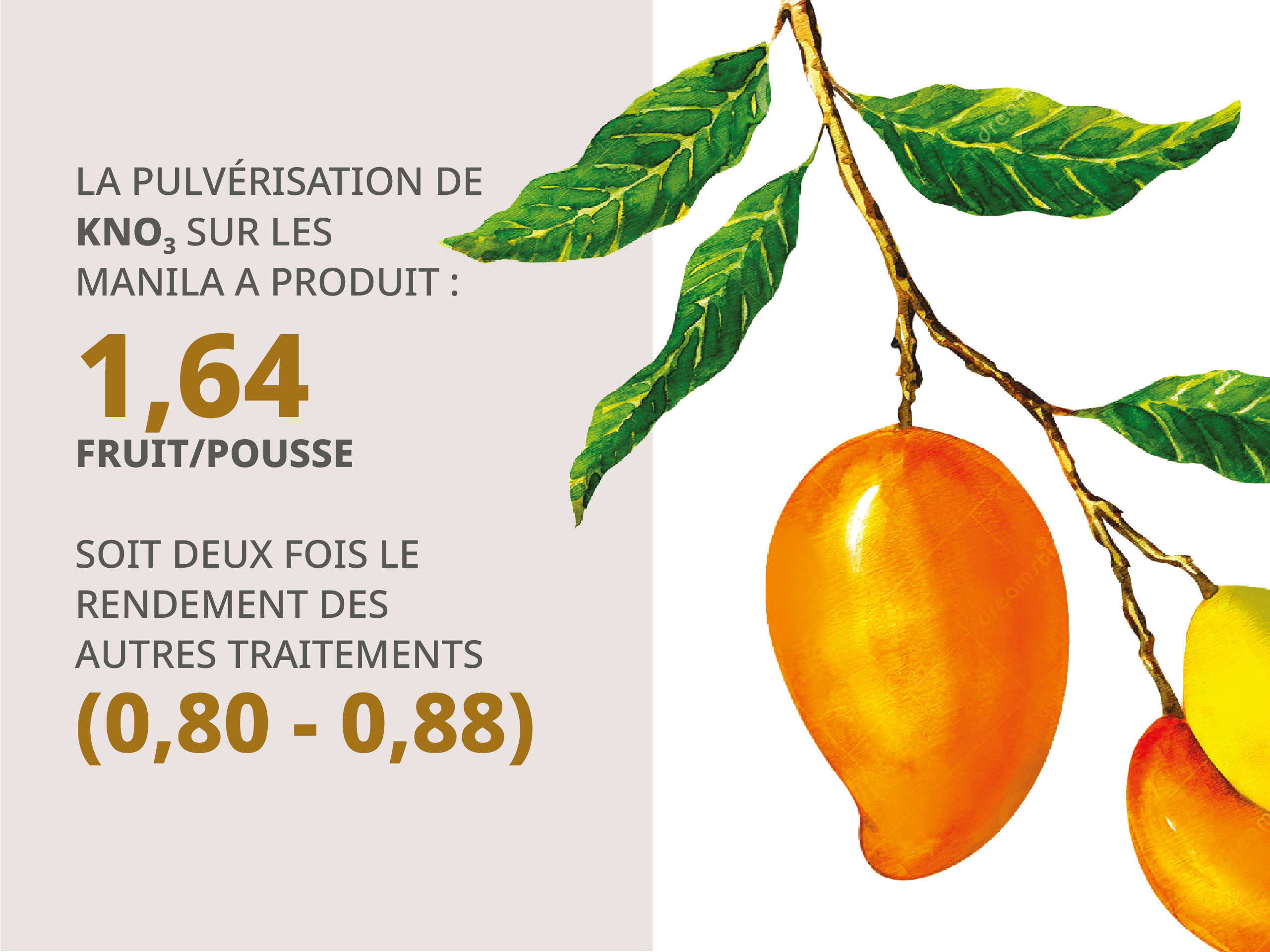 Mangue: Rendement, récolte et traitement post-récolte - Wikifarmer