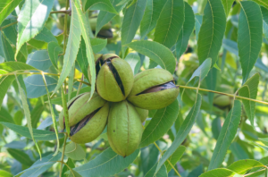 Plant nutrition concepts in nut crops