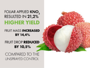 Three potassium nitrate sprays increased yield, fruit quality and income of litchi