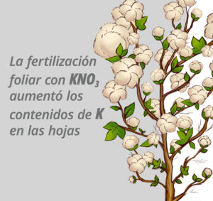 Deficiencia de potasio tardía en la temporada en algodón fue prevenida mediante aplicación foliar de nitrato de potasio