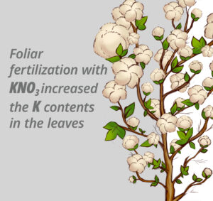 Late season potassium deficiency in cotton prevented by foliar-applied potassium nitrate