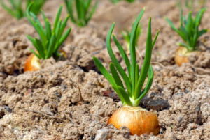 Potassium nitrate: the right choice for onion production