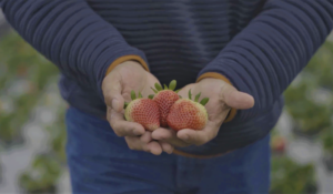 Ultrasol® ProP® K Plus produced higher yields per acre than standard grower fertility programs in strawberry production