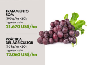 Aplicaciones con potasio en uva de mesa lograron 80% más de ingresos netos (+9.610 US$/ha) en México