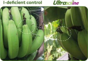 Ultrasol®ine K Plus – potassium nitrate with iodine- demonstrated the benefit of iodine for banana fruit production and fruit quality in India