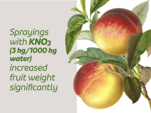 Potassium nitrate sprays increased peach fruit weight