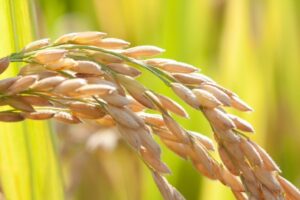 Aplicación foliar de Speedfol® Rice SP y Ultrasol® K aumentan los ingresos en arroz de 9 a 16%