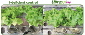 Ultrasol®ine K Plus, potassium nitrate with Iodine, for better root development and faster plant growth in lettuce