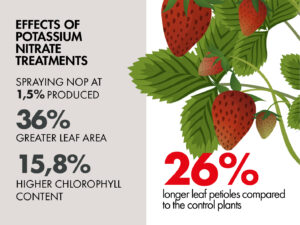 Foliar applied potassium nitrate is an effective bud break inductor for strawberry plants
