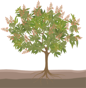 Более раннее и улучшенное цветение деревьев манго благодаря опрыскиванию нитратом калия