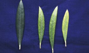 Síntomas de deficiencia de potasio en árboles de olivo