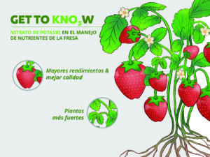 Get to know nitrato de potasio en el manejo de nutrientes de la fresa