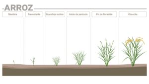 Fases fenológicas del arroz y sus requerimientos nutricionales