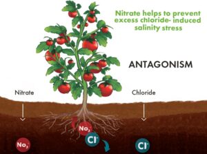 Why using KNO3 prevents and alleviates soil salinization