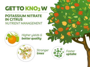 Get to know potassium nitrate in citrus nutrient management