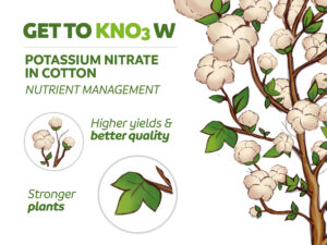 Get to know potassium nitrate in cotton nutrient management