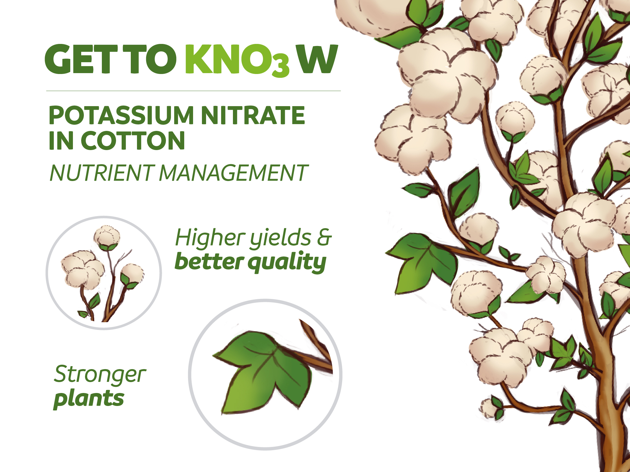 Potassium Nitrate In Cotton Benefits And Nutrient Management