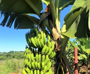 Producción de banano: Nittrato de potasio es el fertilizante adecuado para optimizar el retorno de la inversión