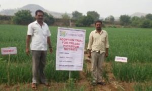 Qrop® K reemplaza a cloruro de potasio (MOP) para beneficiar a los productores de cebolla en la India