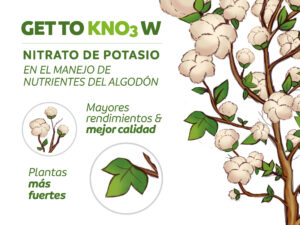 Get to know nitrato de potasio en el manejo de nutrientes del algodón