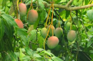 Foliar application of Ultrasol® K in ultra high density mango growing takes foot in Mexico